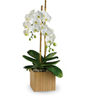Opulent Orchids Cottage Florist Lakeland Fl 33813 Premium Flowers lakeland